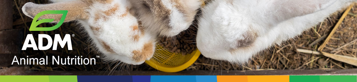 show rabbit supplements