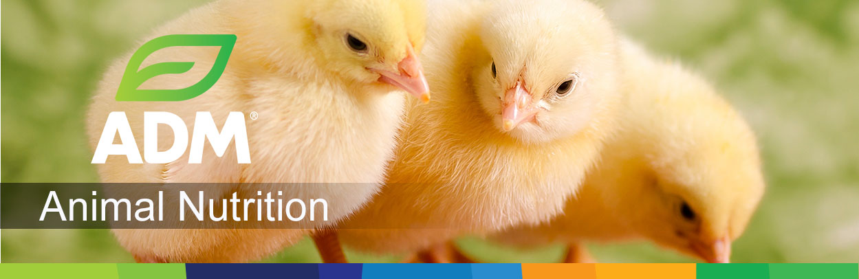 Poultry-Main-Landing-Banner2