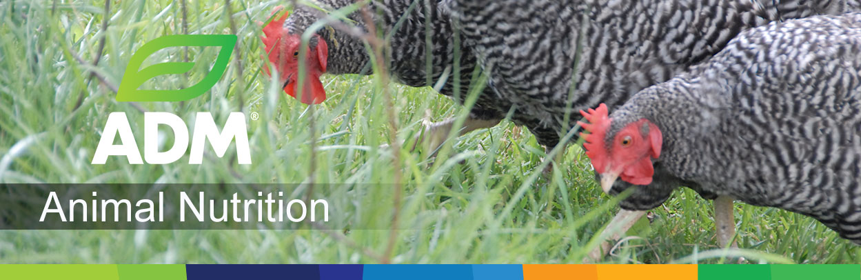 Poultry-Main-Landing-Banner1