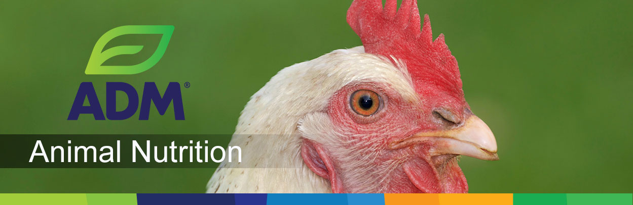 Poultry-Main-Landing-Banner4