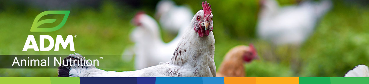Poultry-Subpage-Medium-Banner10