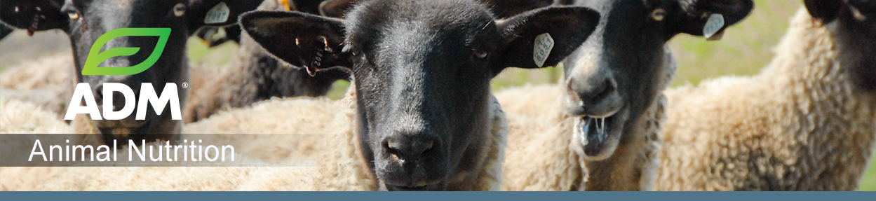 ComSheep-Subpage-Medium-Banner-1