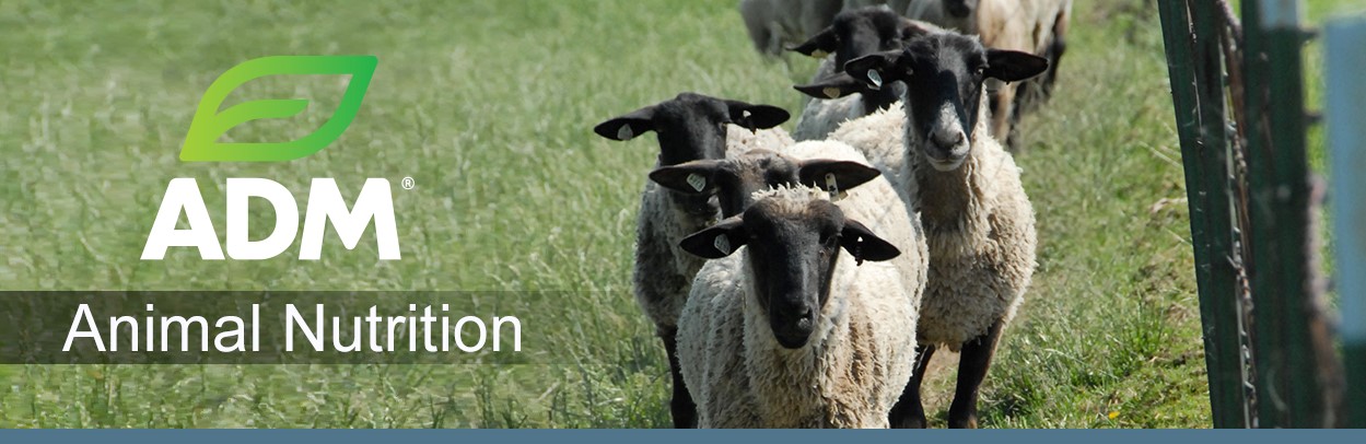 ComSheep-Main-Landing-Banner-2