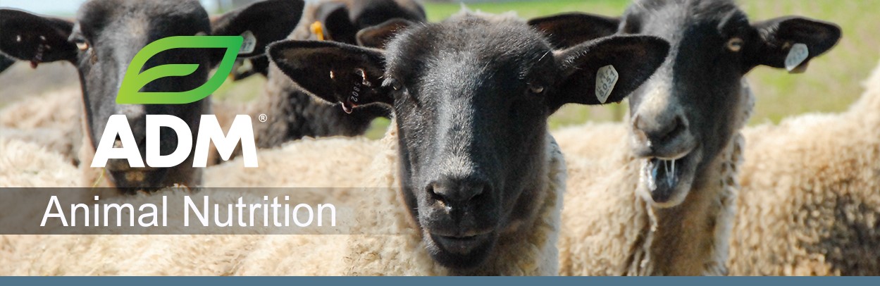 ComSheep-Main-Landing-Banner-1