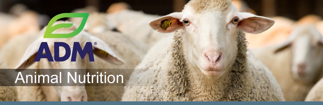 ComSheep-Main-Landing-Banner-4