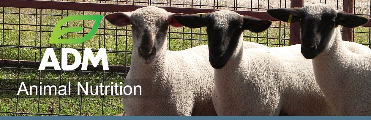 ComSheep-Main-Landing-Banner-3
