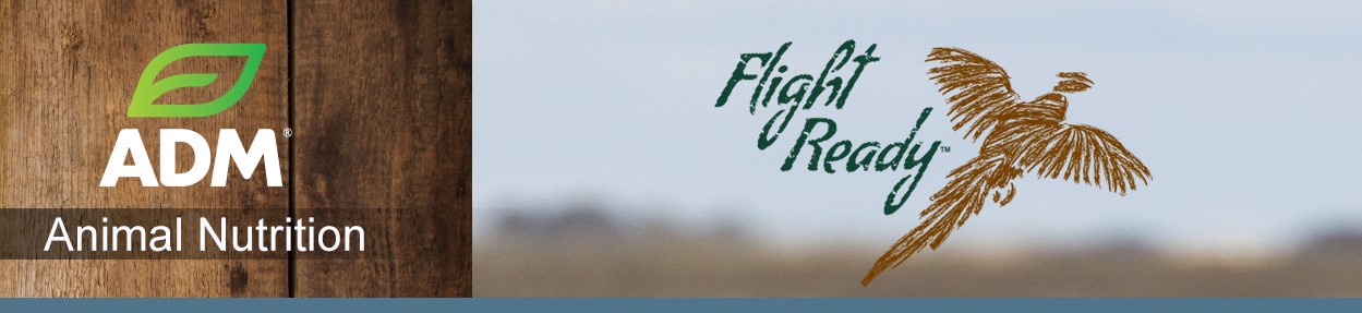 GameBird-Subpage-Medium-Banner1