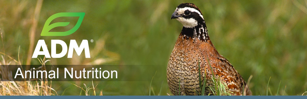 GameBird-Main-Landing-Banner-3