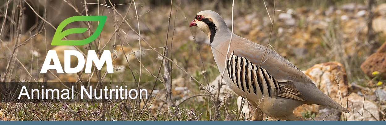 GameBird-Main-Landing-Banner-2