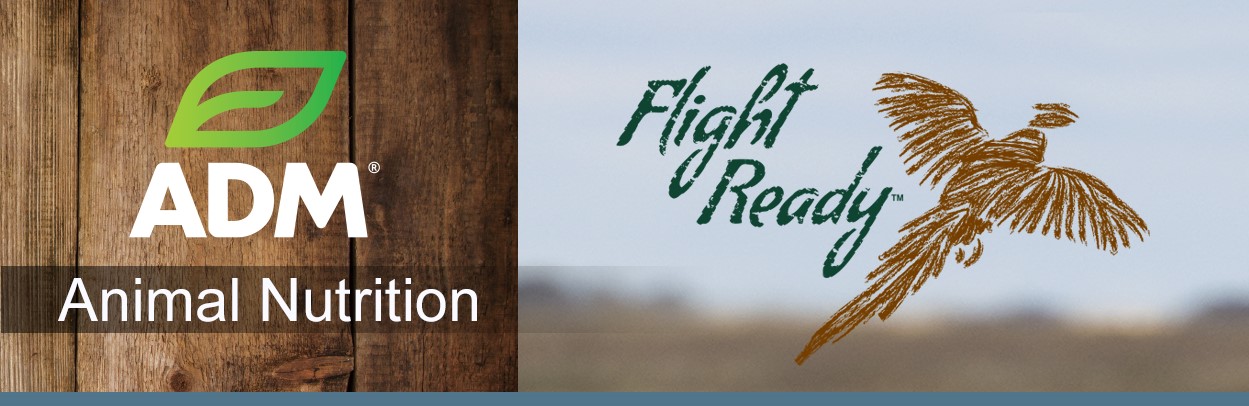 GameBird-Main-Landing-Banner-1