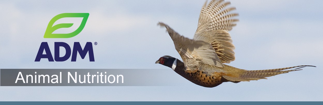 GameBird-Main-Landing-Banner-4