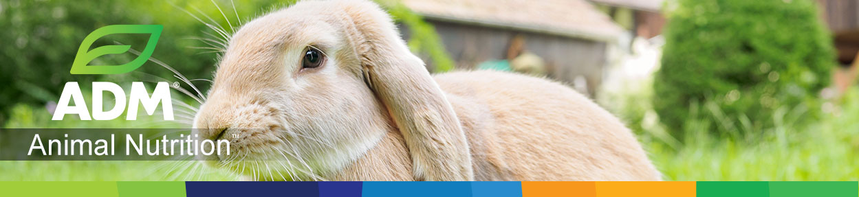 Rabbit-Subpage-Medium-Banner6