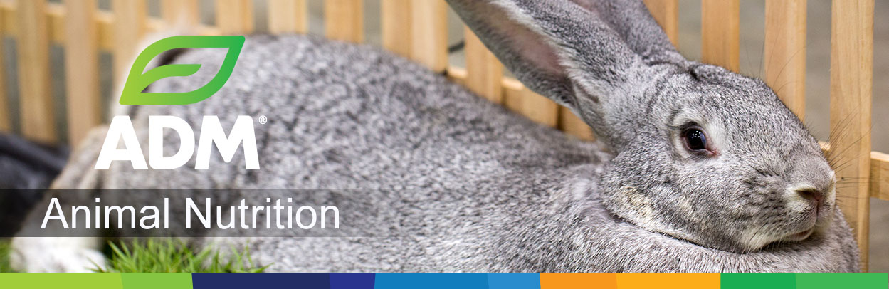 Rabbit-Main-Landing-Banner3
