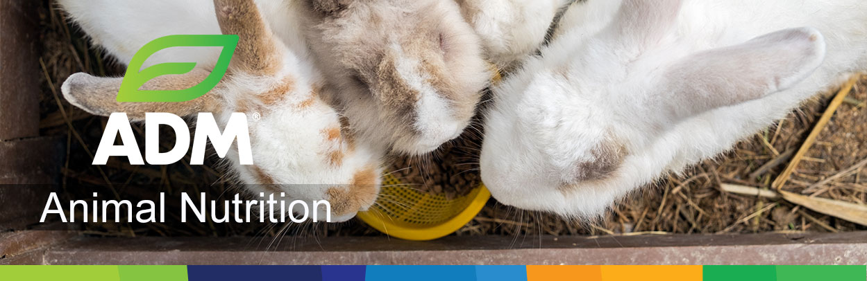 Rabbit-Main-Landing-Banner2