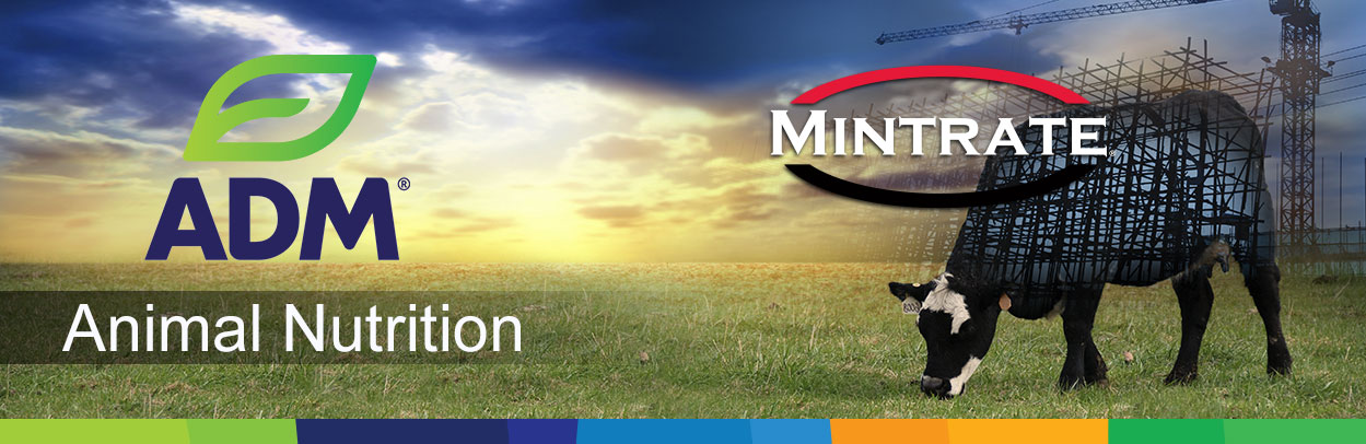 Beef-Main-Landing-Banner-Mintrate