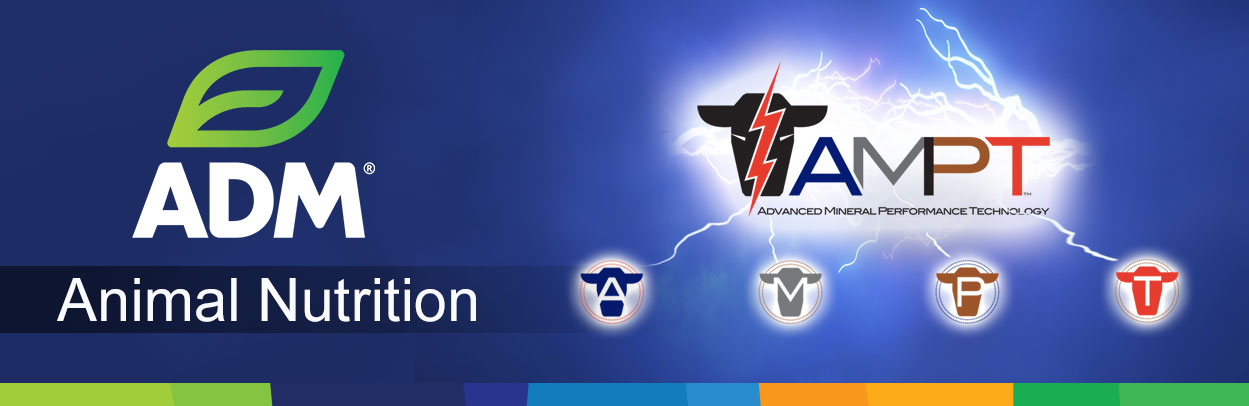 Beef-Main-Landing-Banner-AMPT