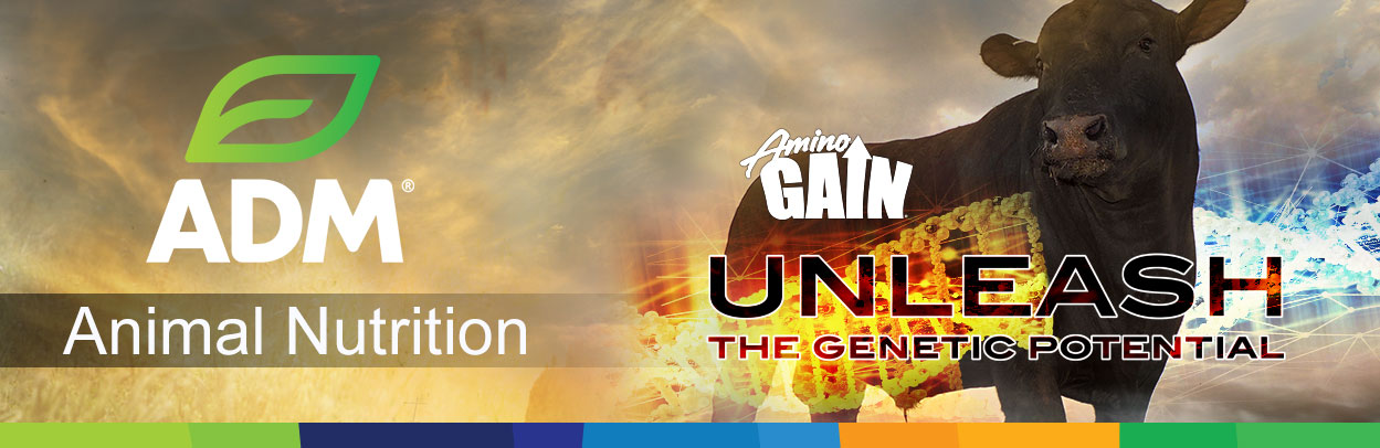 Beef Main Landing Banner AminoGain