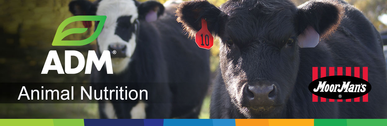Beef-Main-Landing-Banner-MoorMans
