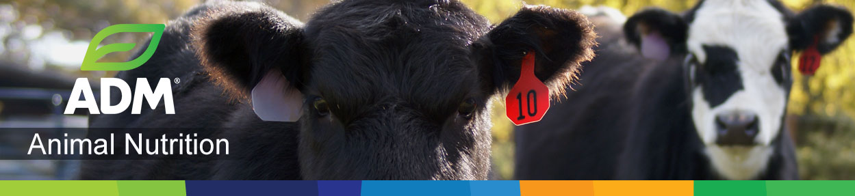 Beef-Subpage-Medium-Banner-14