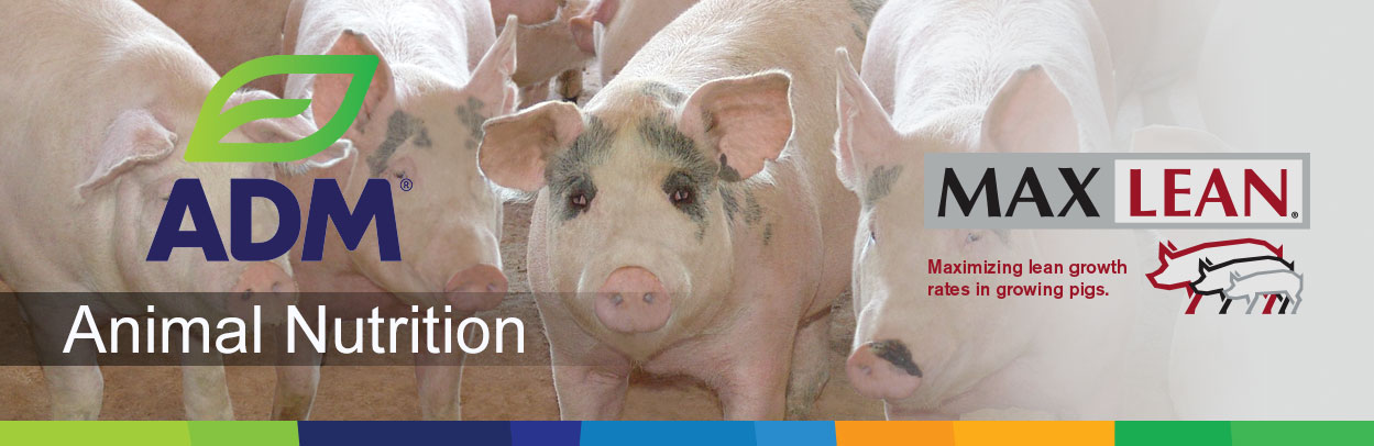 Swine-Main-Landing-Banner-MaxLean-2
