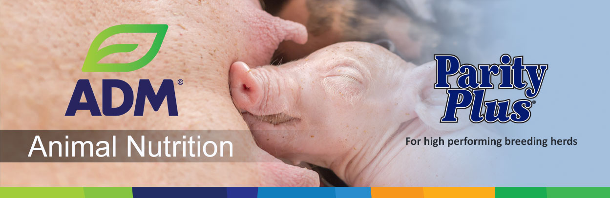 Swine-Main-Landing-Banner-ParityPlus-4