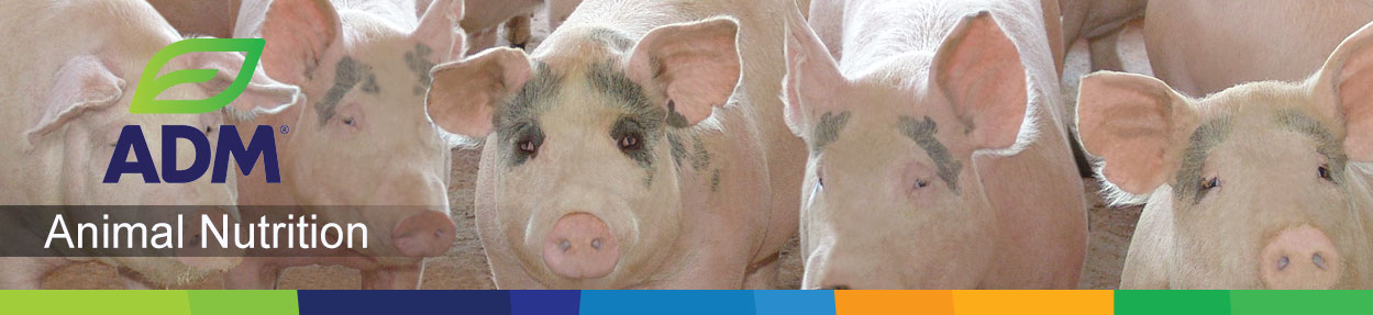 Swine-Subpage-Medium-Banner-4