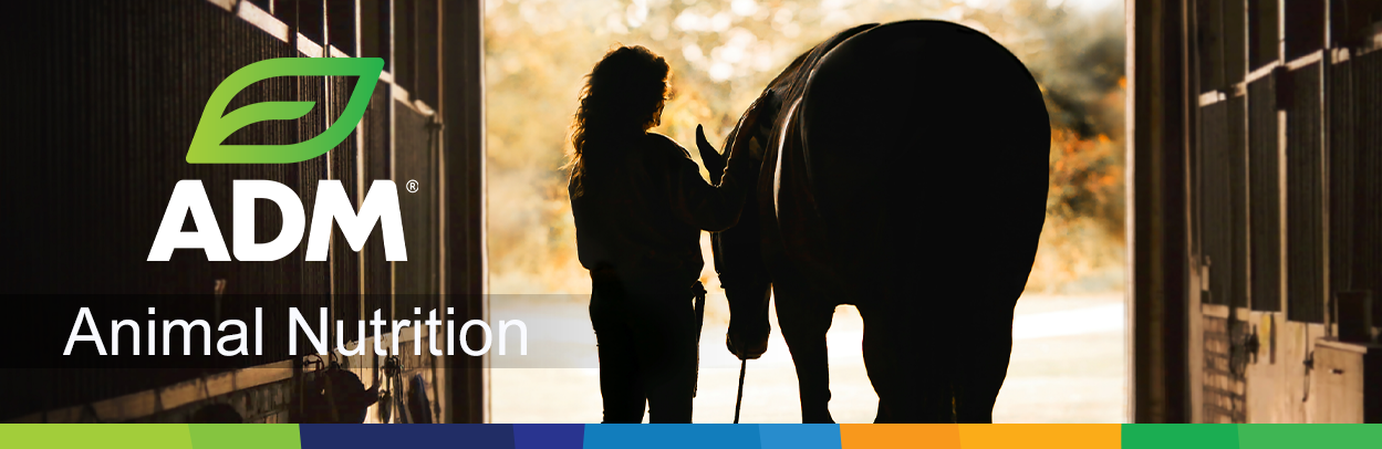 Equine-Main-Landing-Banner-GLORunningHorse-1