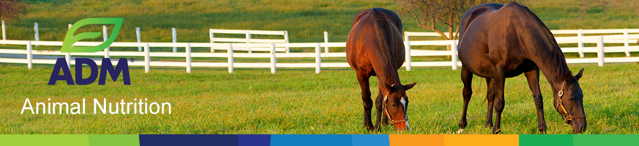 Equine-Subpage-Medium-Banner-9