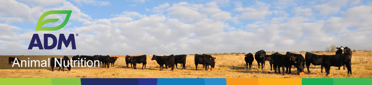 Beef-Subpage-Medium-Banner-15
