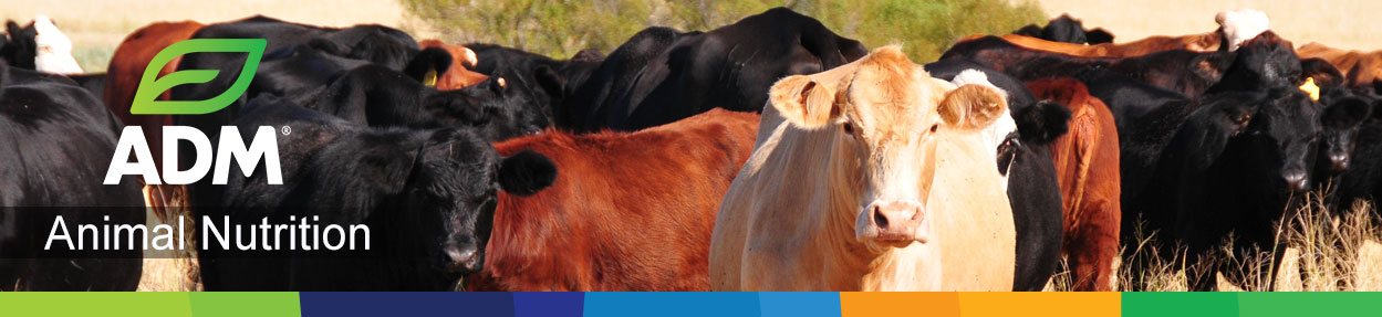 Beef-Subpage-Medium-Banner-2