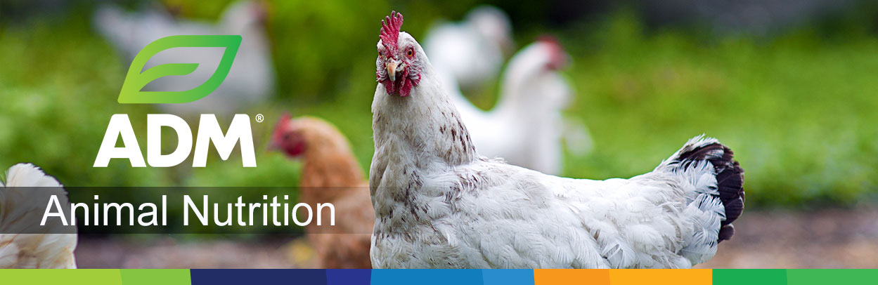 01LandingPageFeed-BackyardPoultry