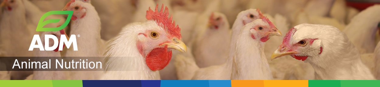 Premix-LivestockIngr-Subpage-Medium-Banner-Poultry3