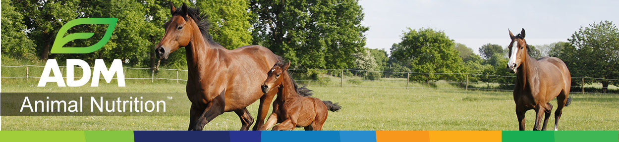 Equine-Subpage-Medium-Banner-PrimeGlo