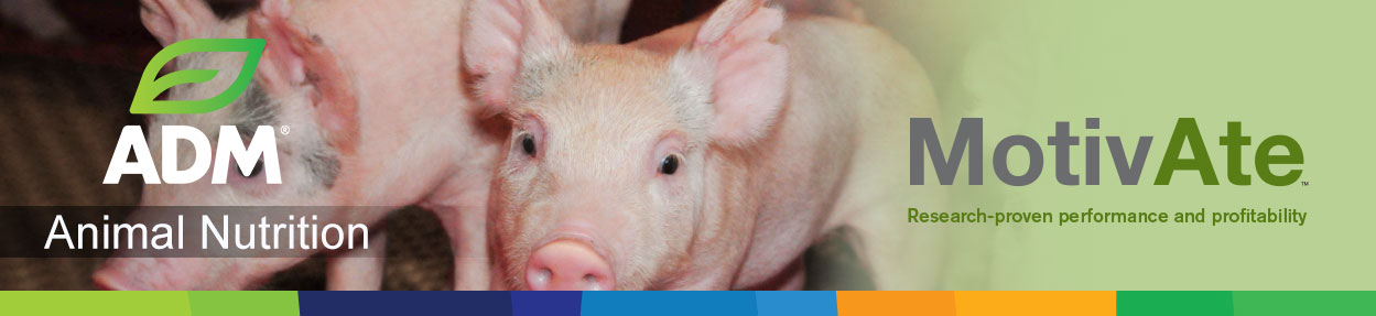 Swine-Subpage-Medium-Banner-Motivate