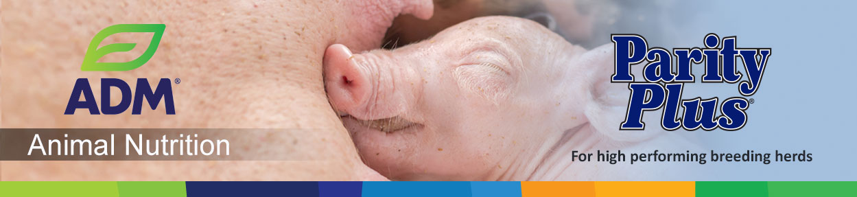 Swine-Subpage-Medium-Banner-ParityPlus