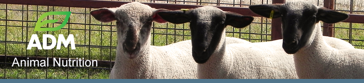 ComSheep-Subpage-Medium-Banner-4