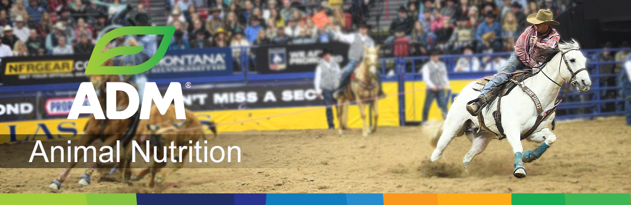 Equine-Main-Landing-Banner-B-Supplements-1