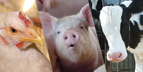 Livestock Nutrition
